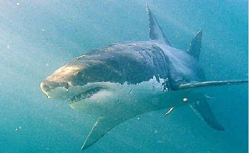 MAN EATER: The Great White. MAN EATER: The Great White.